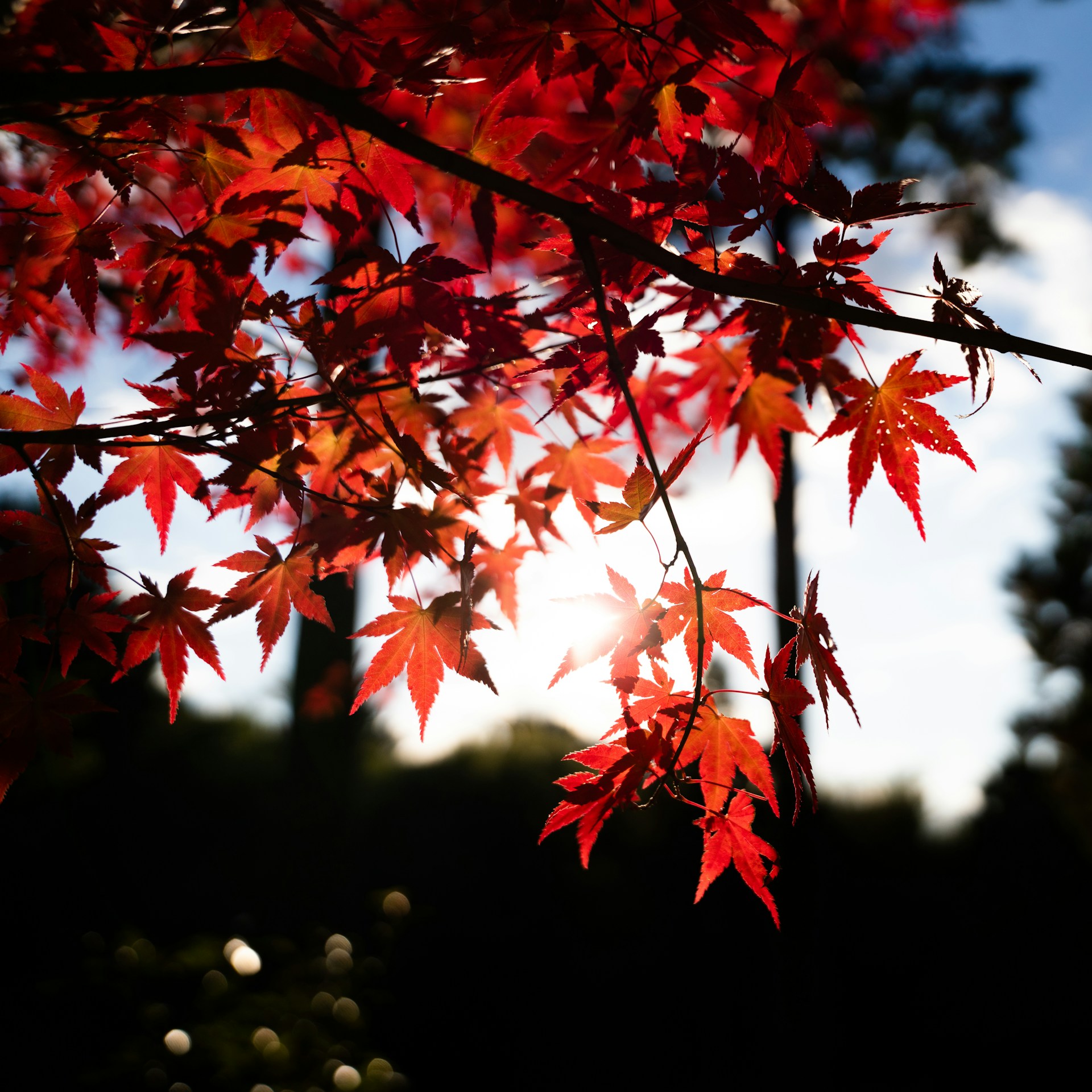 Discover Japan’s Magical Autumn Spectacle 🍁